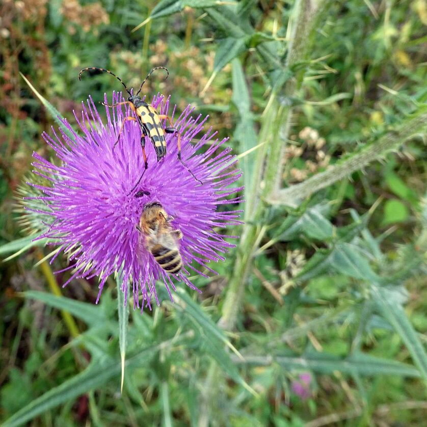Disteln und Insekten 05
