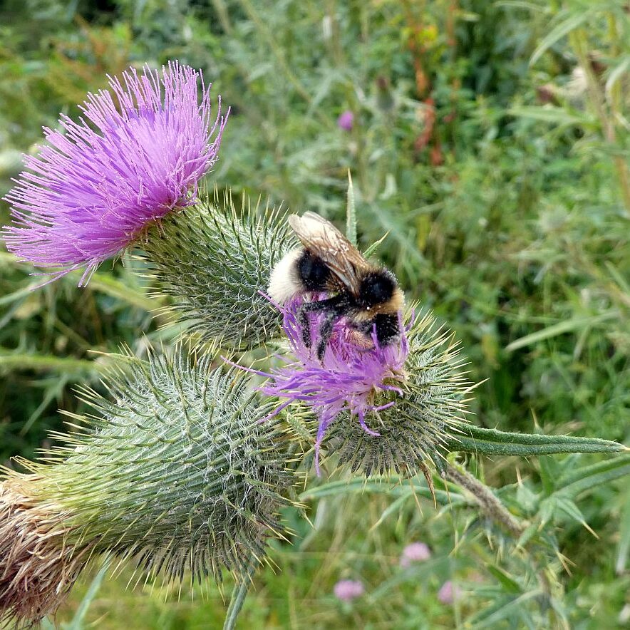 Disteln und Insekten 06