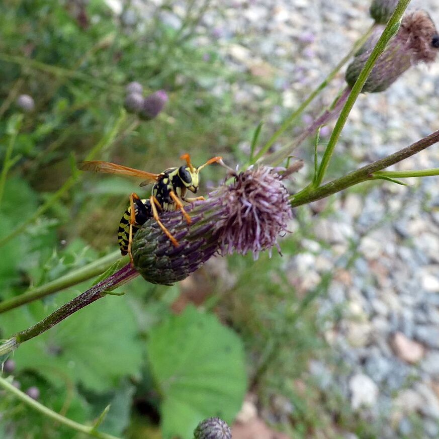 Disteln und Insekten 08