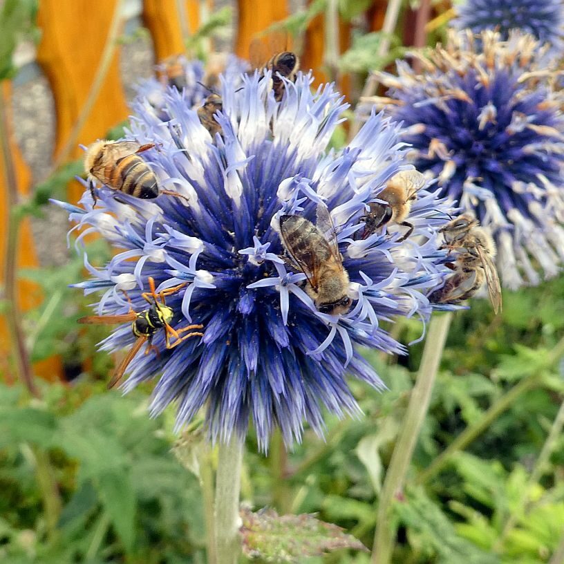 Disteln und Insekten 09