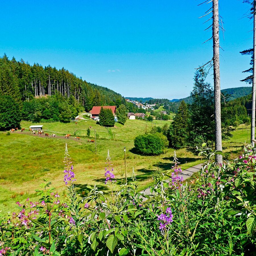 Dorfblickrunde Tennenbronn 66