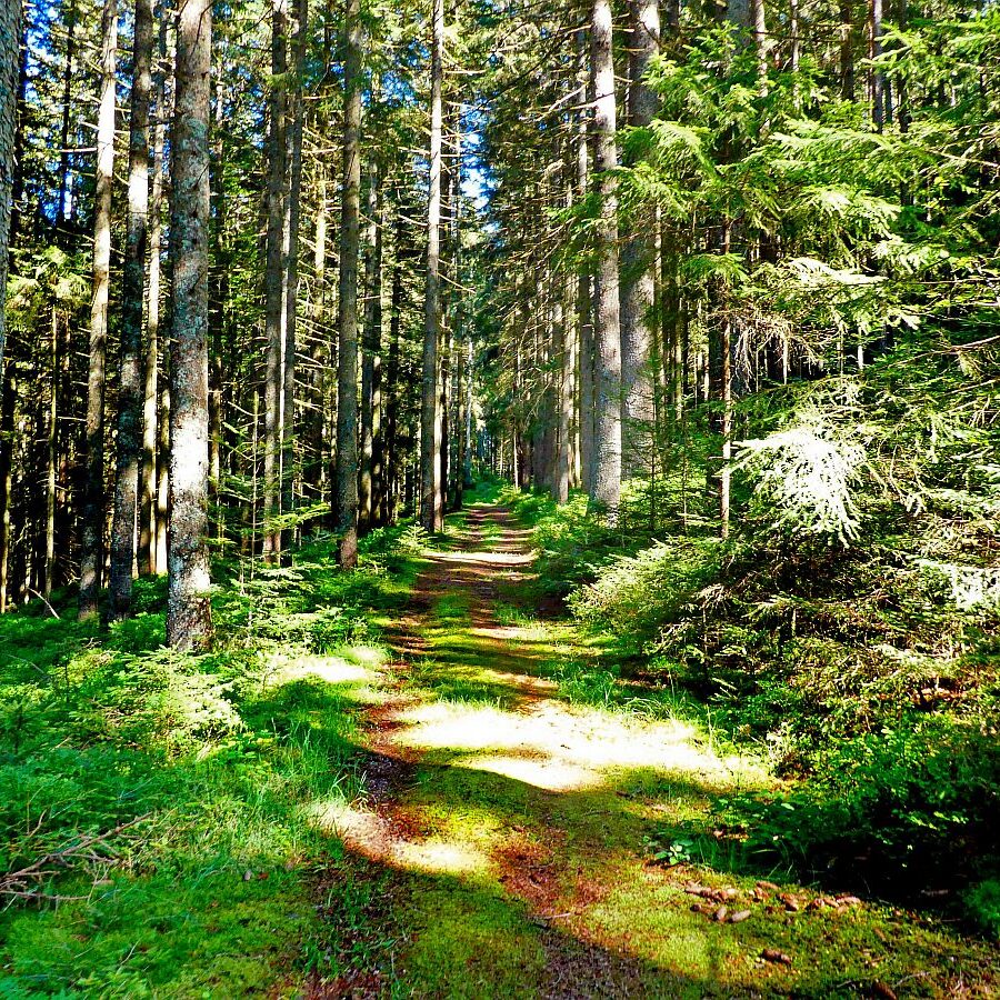 Dorfblickrunde Tennenbronn 68