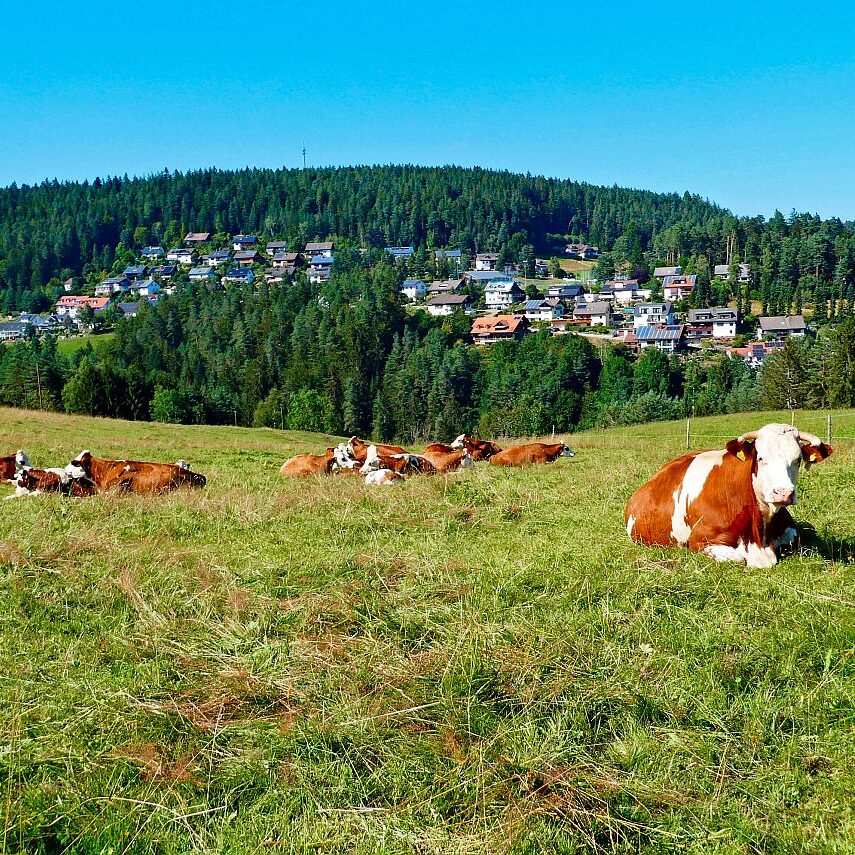 Dorfblickrunde Tennenbronn 75