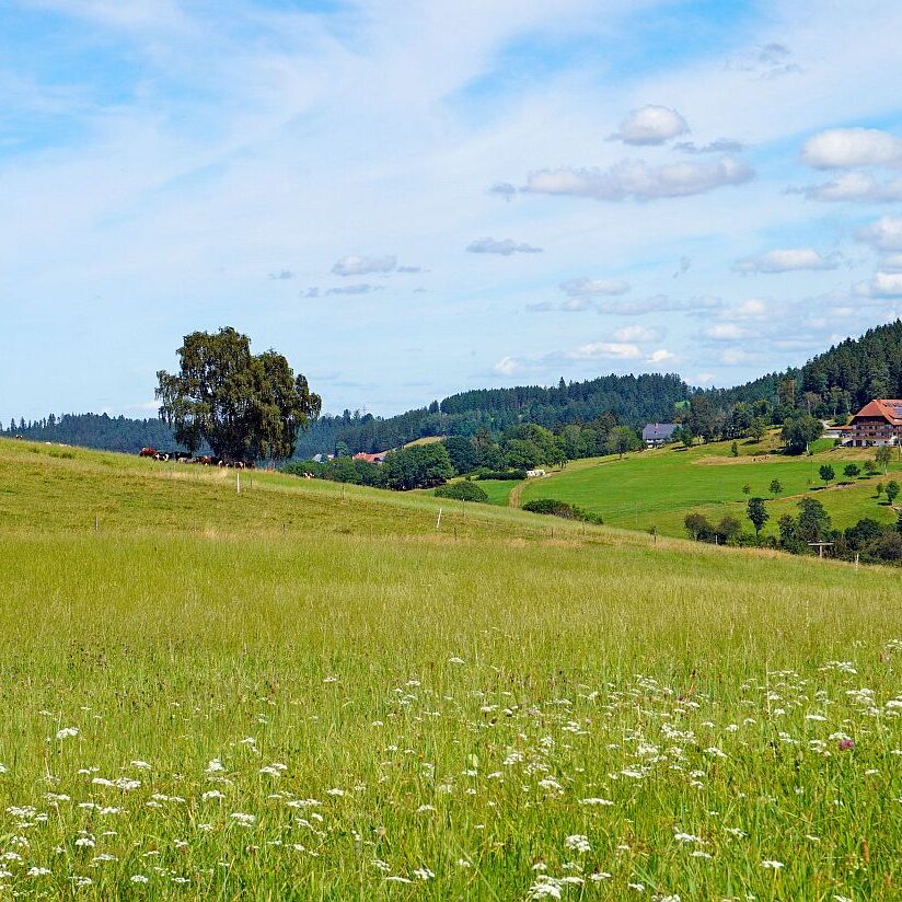 mittelberg Hub Kohlwald Leihwies Sommerberg 03