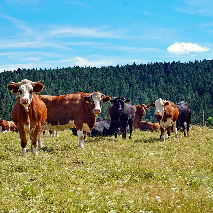 mittelberg Hub Kohlwald Leihwies Sommerberg 04