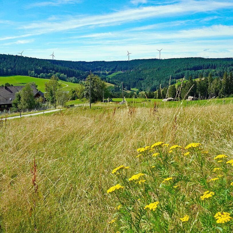mittelberg Hub Kohlwald Leihwies Sommerberg 09