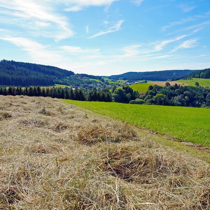 mittelberg Hub Kohlwald Leihwies Sommerberg 11