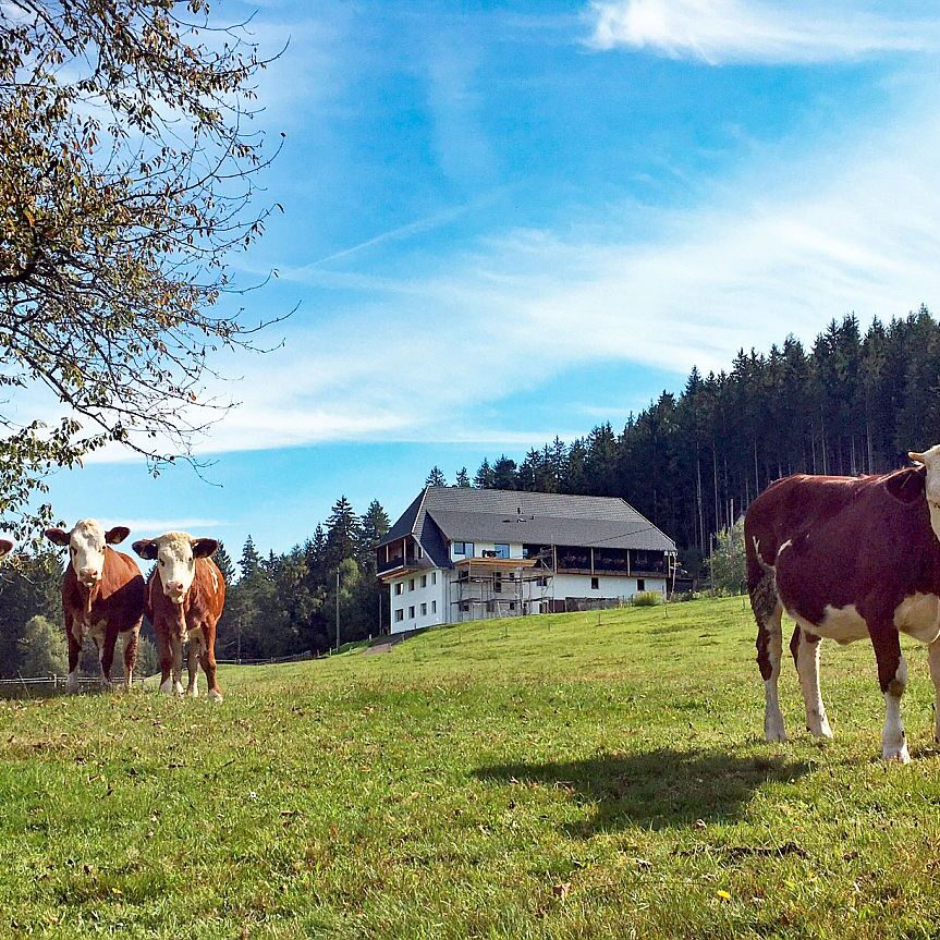 Kühe auf dem Mulpenhof 2