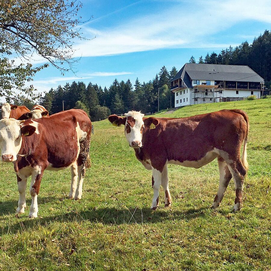 Kühe auf dem Mulpenhof 3