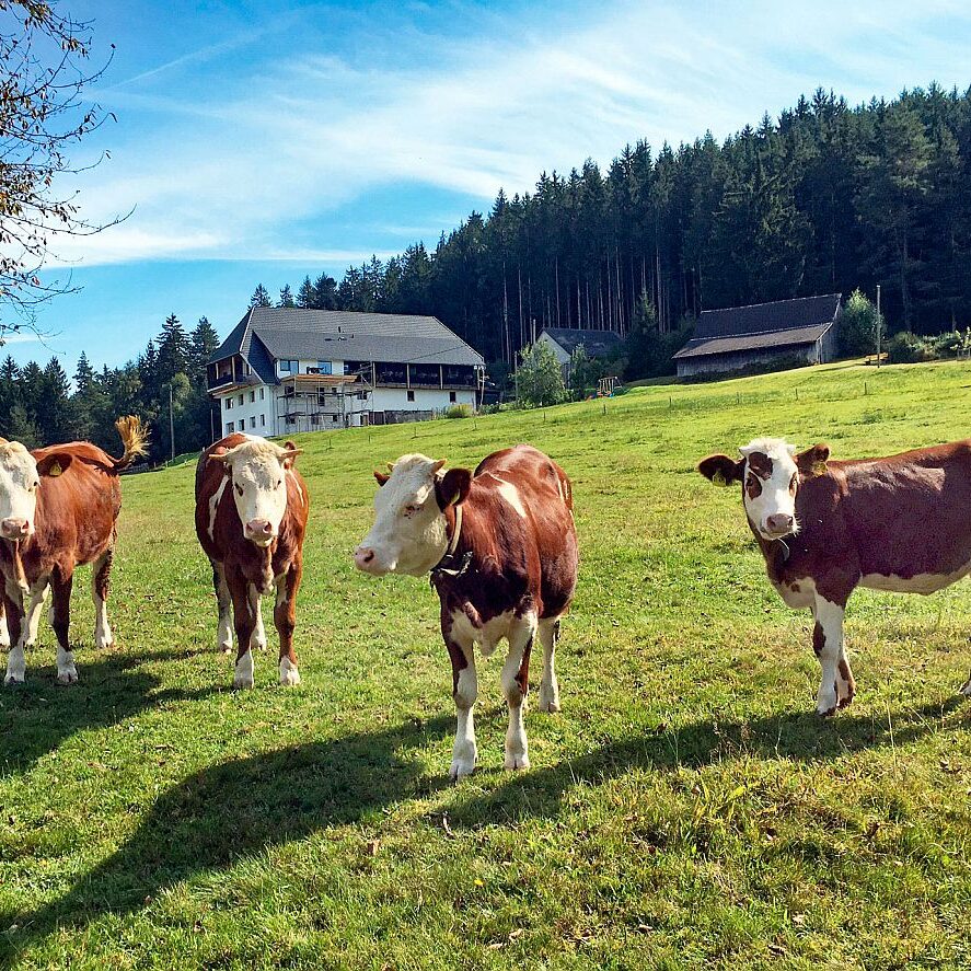 Kühe auf dem Mulpenhof 4