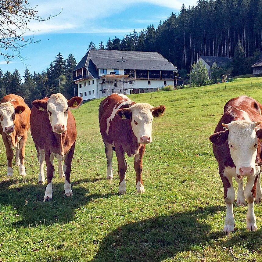 Kühe auf dem Mulpenhof 5