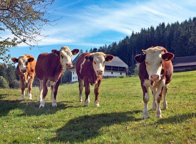 Kühe auf dem Mulpenhof 6