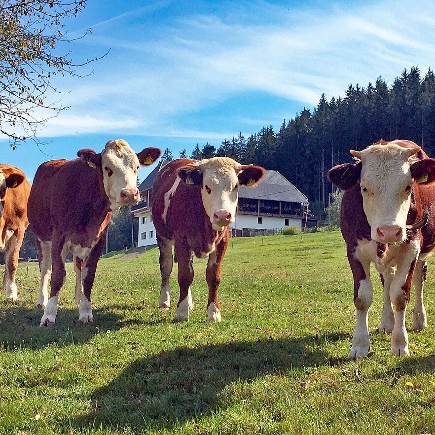 Kühe auf dem Mulpenhof 6