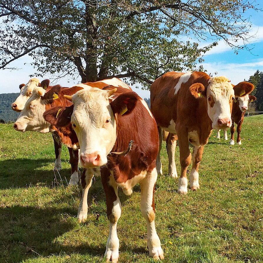 Kühe auf dem Mulpenhof 7