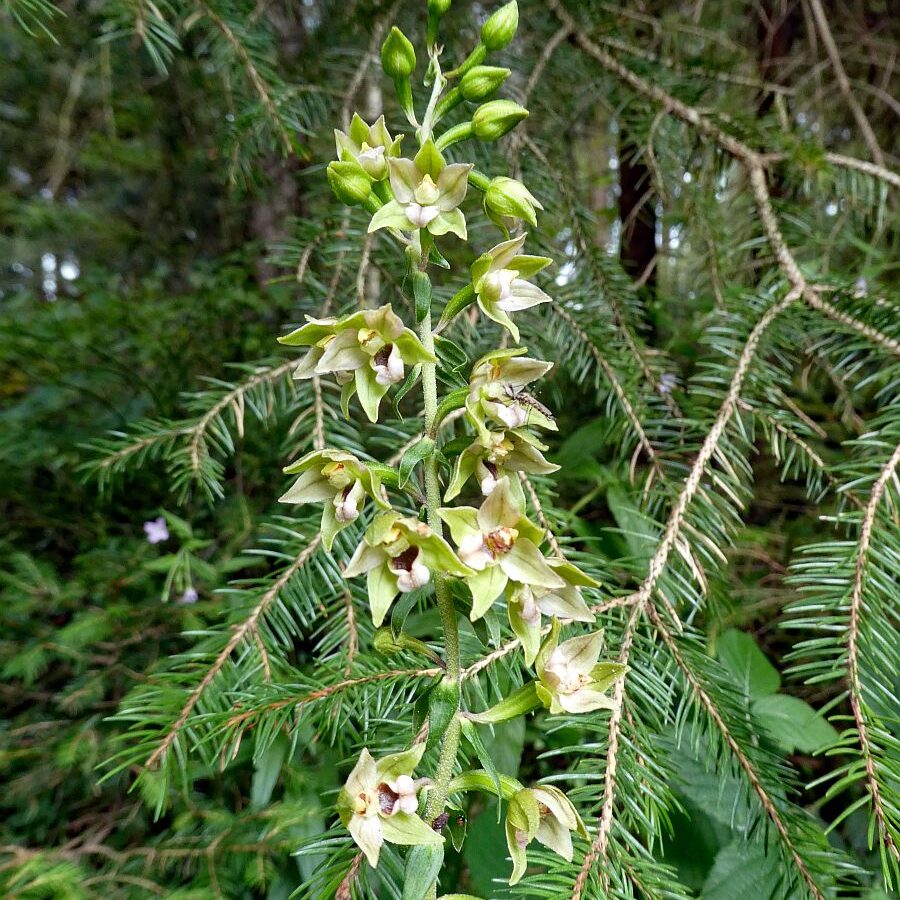 Orchidee in Tennenbronn 1