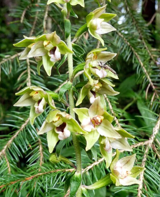 Orchidee in Tennenbronn 2 Orchidee in Tennenbronn 2