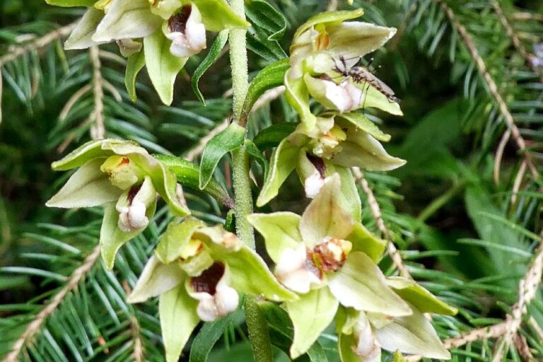 Orchidee in Tennenbronn 2 Orchidee in Tennenbronn 2