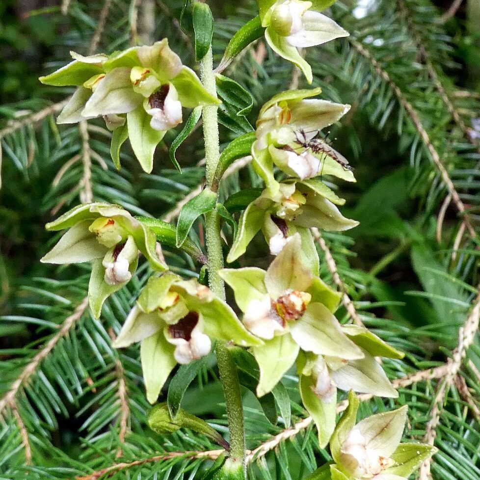 Orchidee in Tennenbronn 2