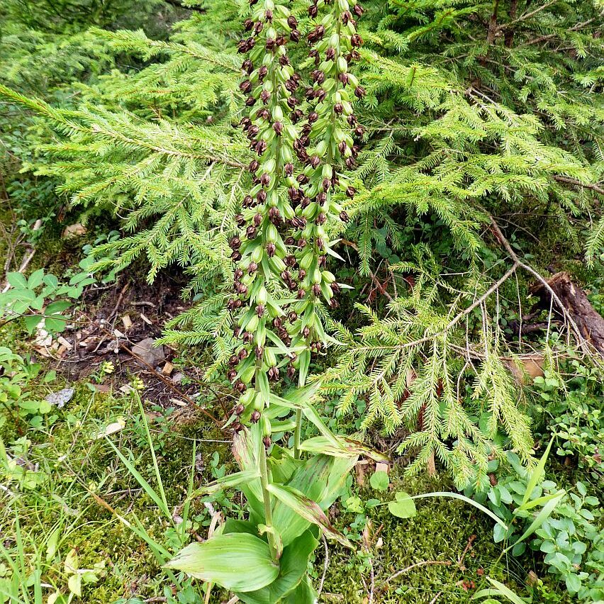 Orchidee in Tennenbronn 3