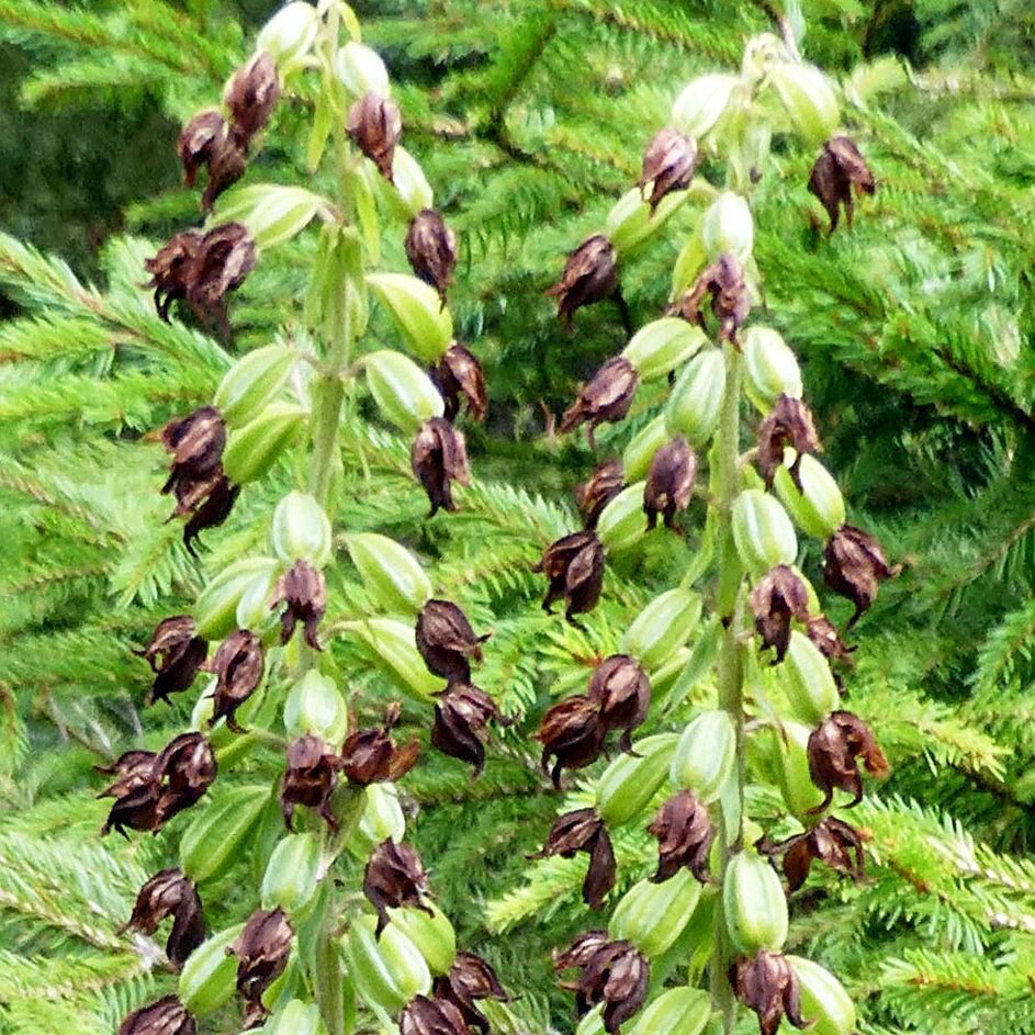 Orchidee in Tennenbronn 4