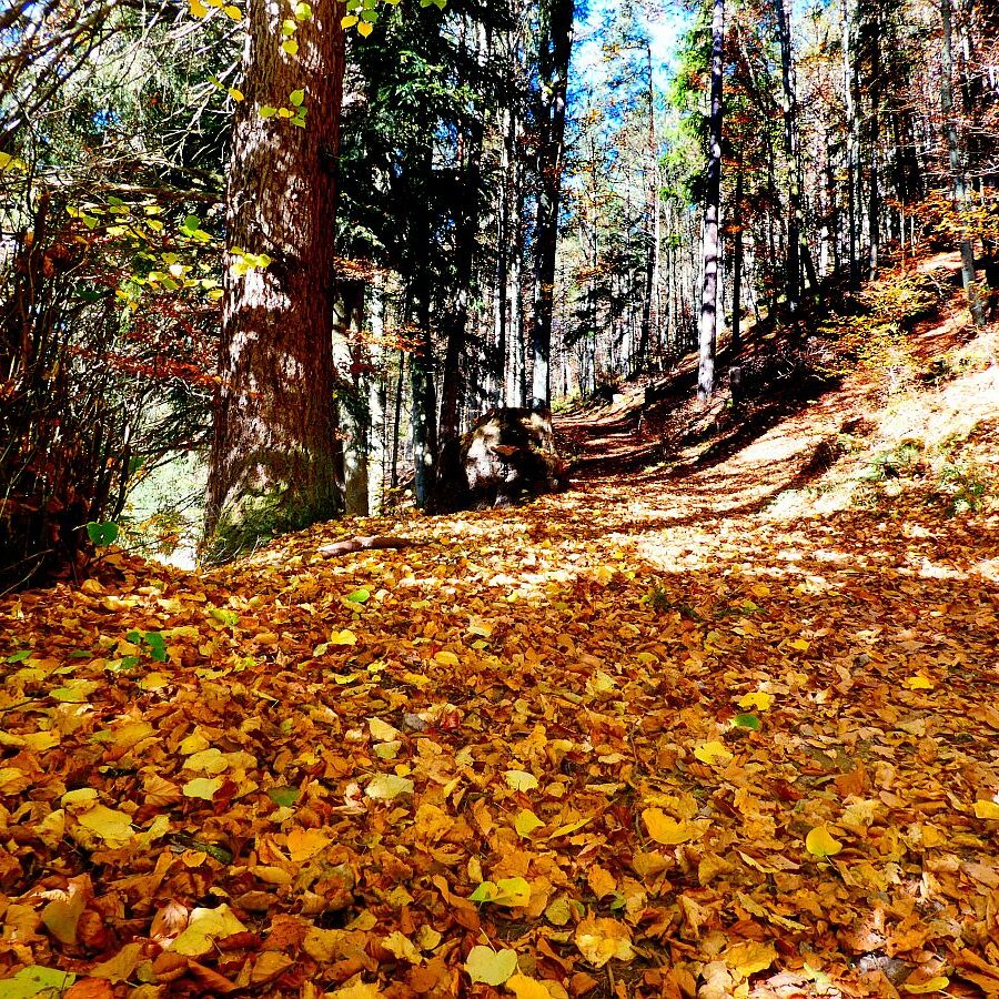 Herbst Dorfberg Bühl Halde 01