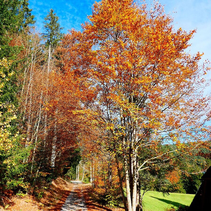 Herbst Dorfberg Bühl Halde 08