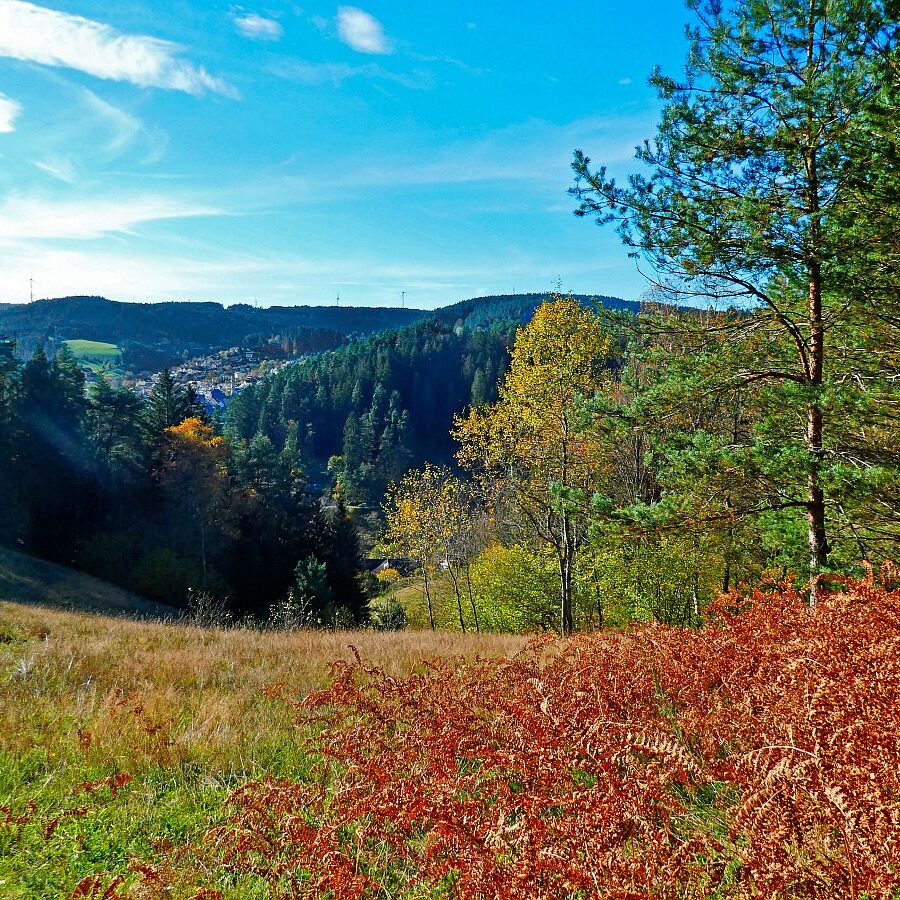 Herbst Dorfberg Bühl Halde 12
