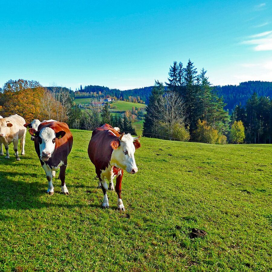Herbst Dorfberg Bühl Halde 16