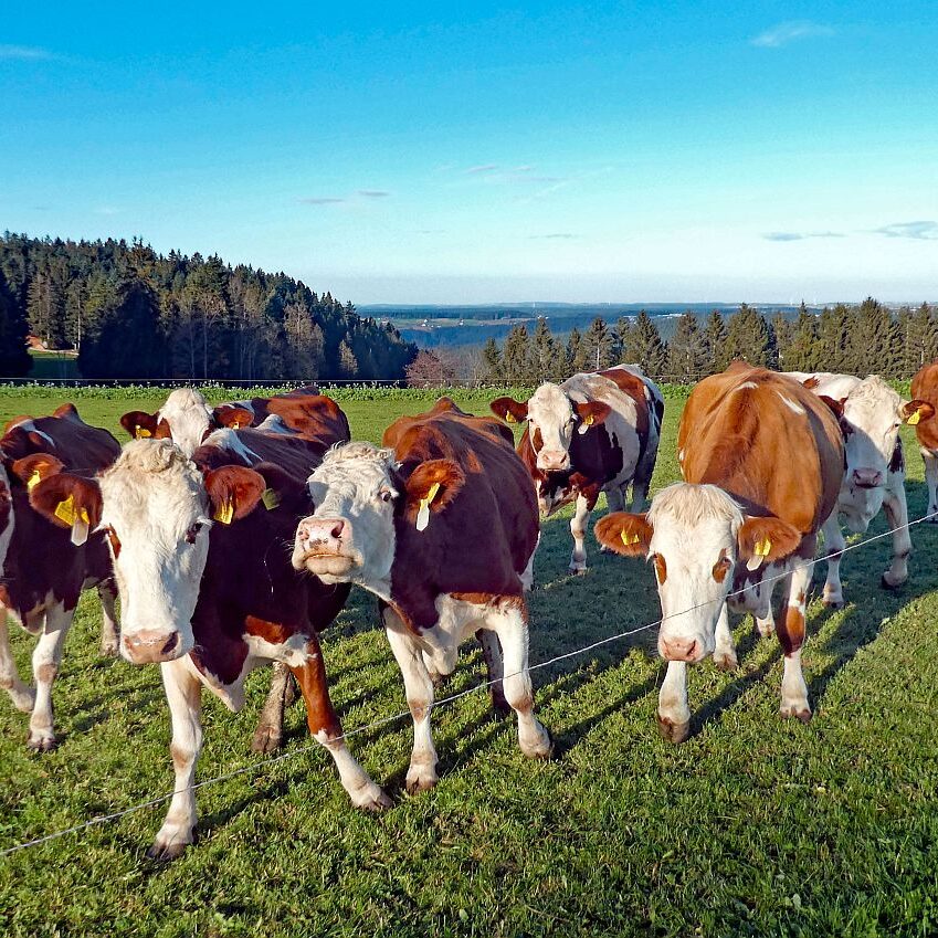 Herbst Dorfberg Bühl Halde 21