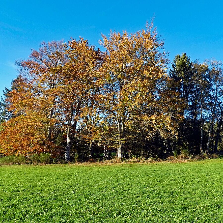 Herbst Dorfberg Bühl Halde 23