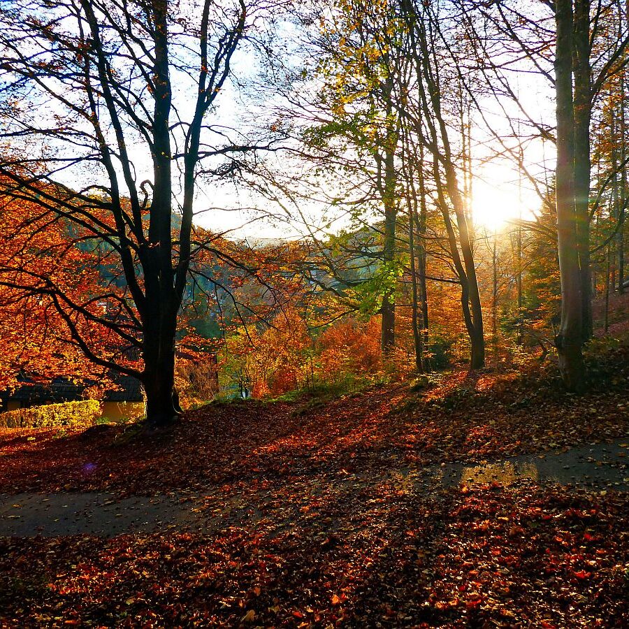 Herbst Dorfberg Bühl Halde 25