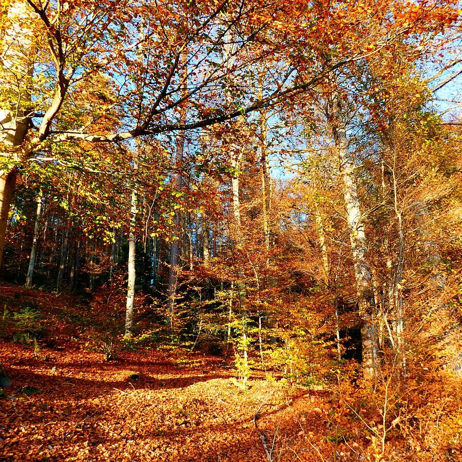 Herbst Dorfberg Bühl Halde 27