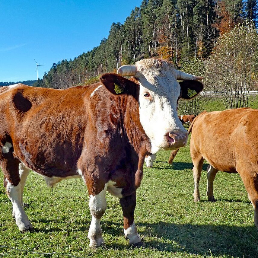 Schützen Kohlwald Leihwies sommerberg M ooshof 01