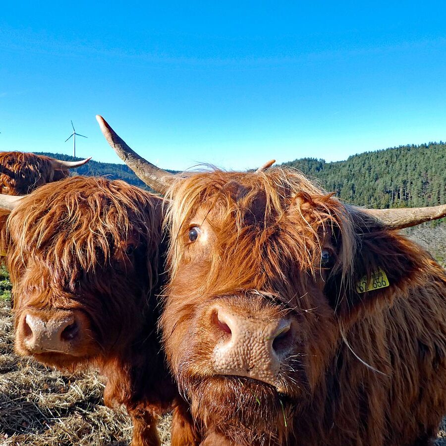 Schützen Kohlwald Leihwies sommerberg M ooshof 06