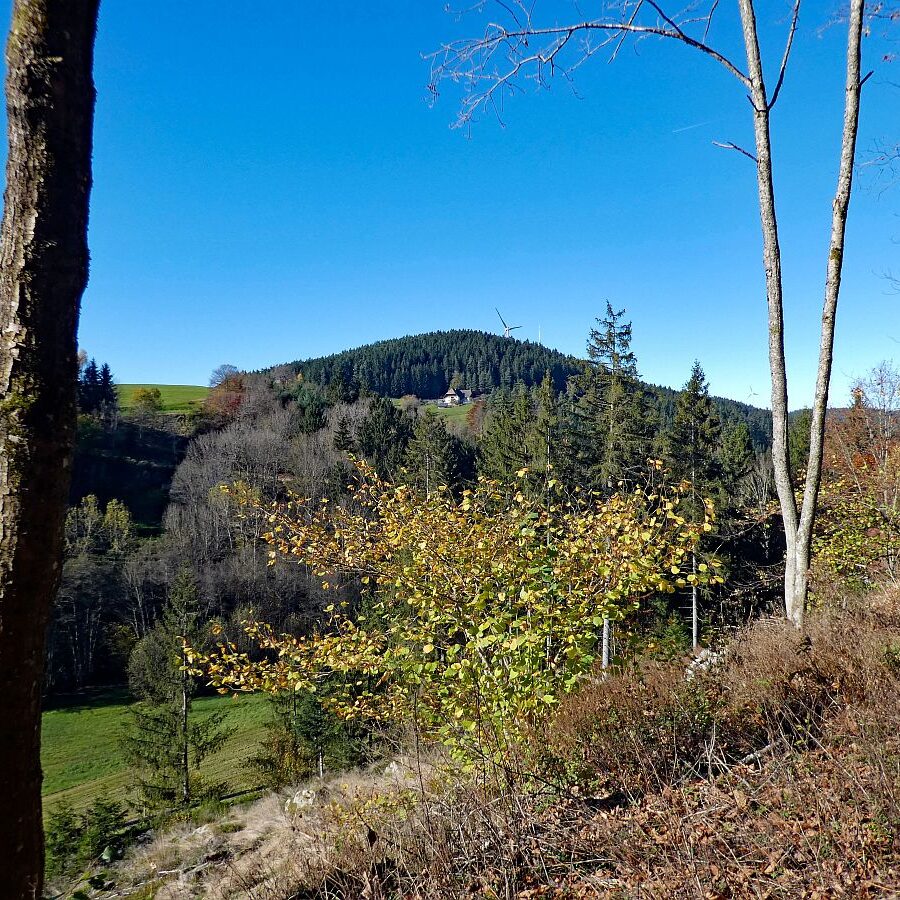 Schützen Kohlwald Leihwies sommerberg M ooshof 15