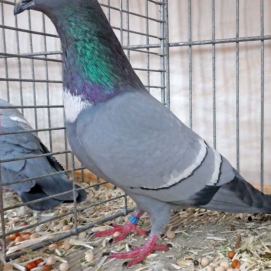 Geflügelausstellung 2025 01