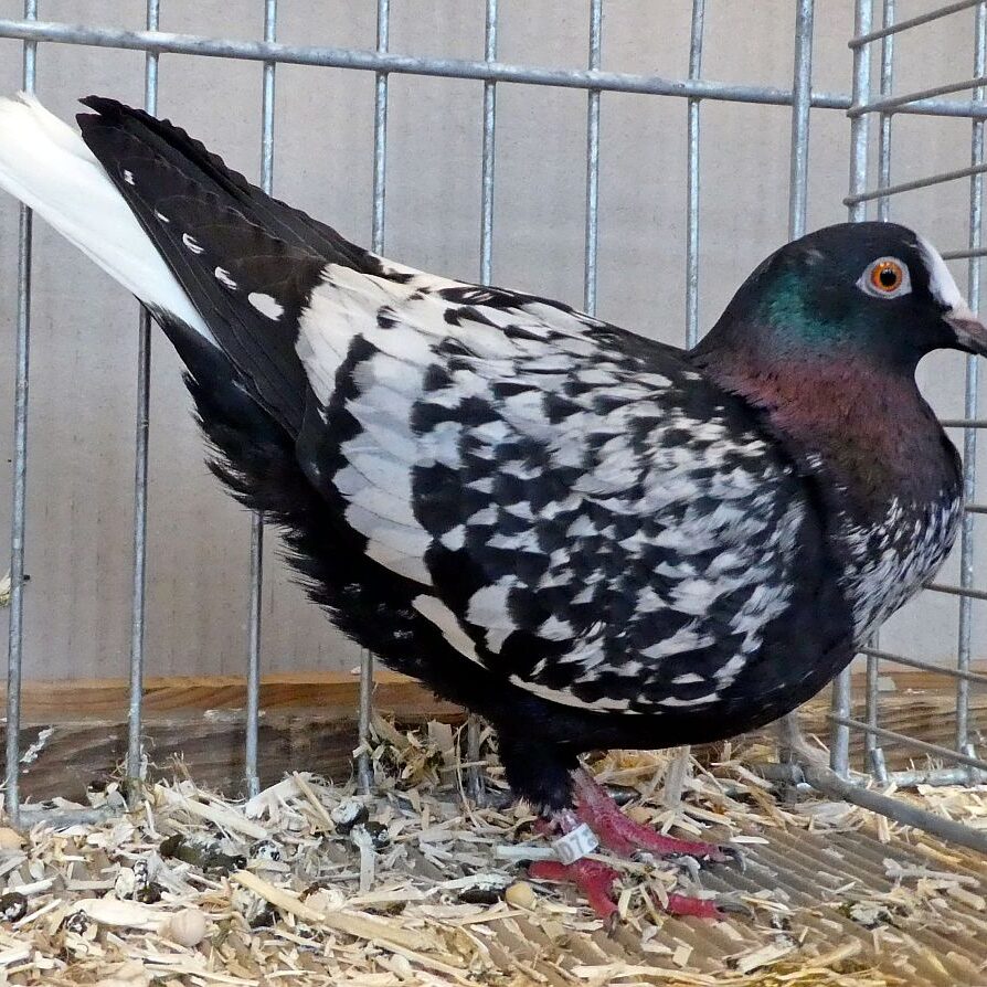 Geflügelausstellung 2025 02