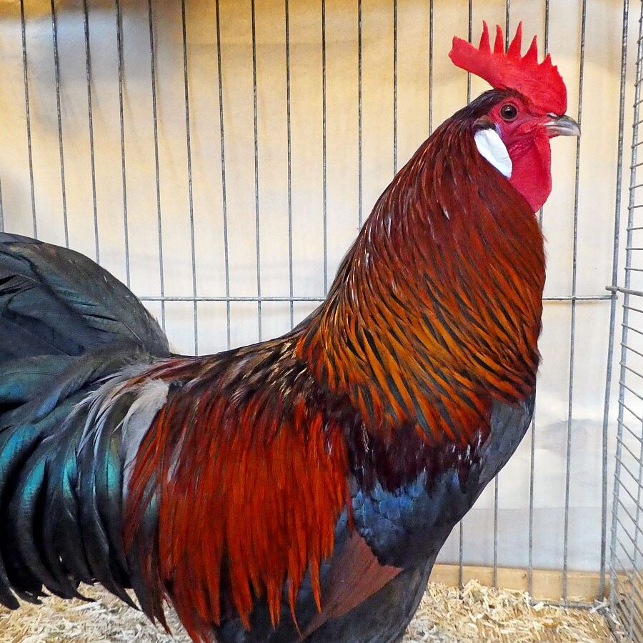 Geflügelausstellung 2025 03