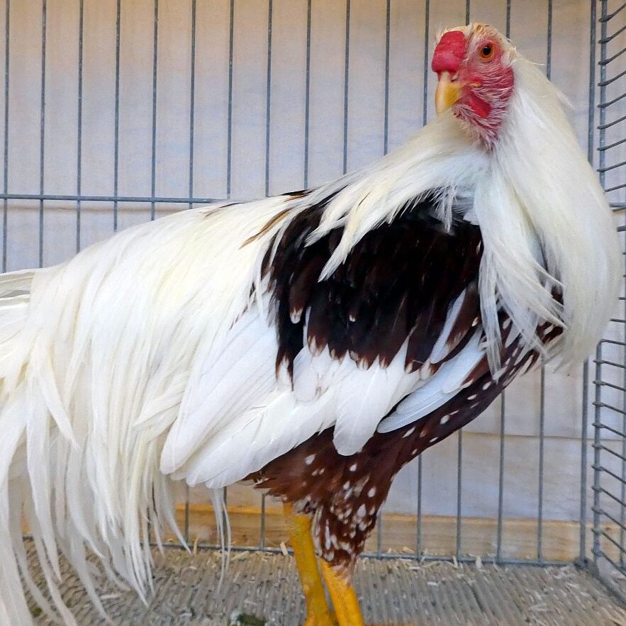 Geflügelausstellung 2025 04