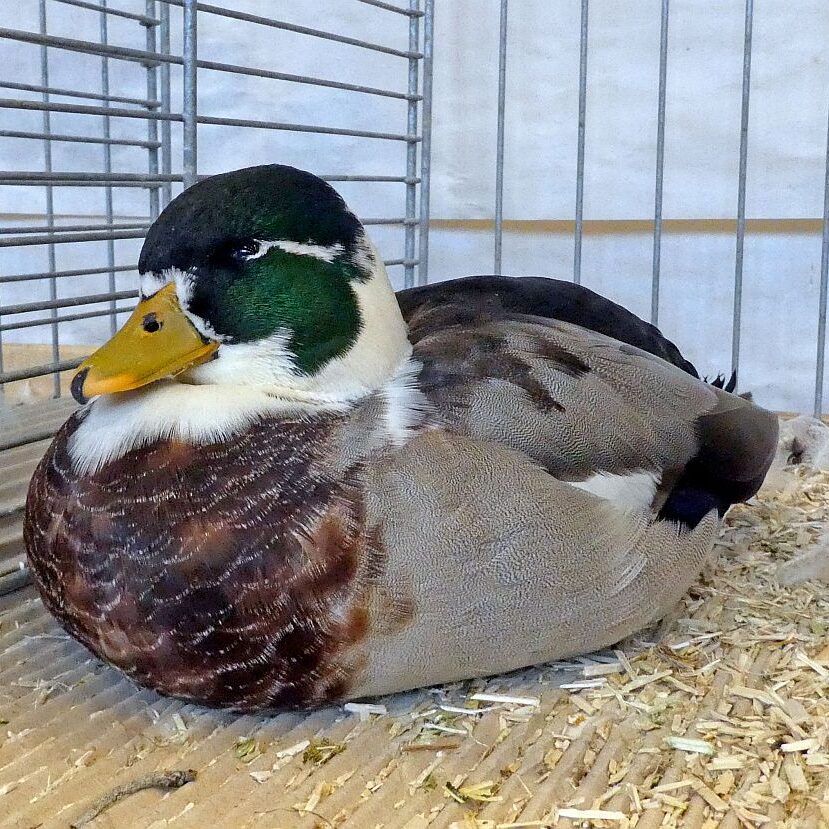 Geflügelausstellung 2025 05