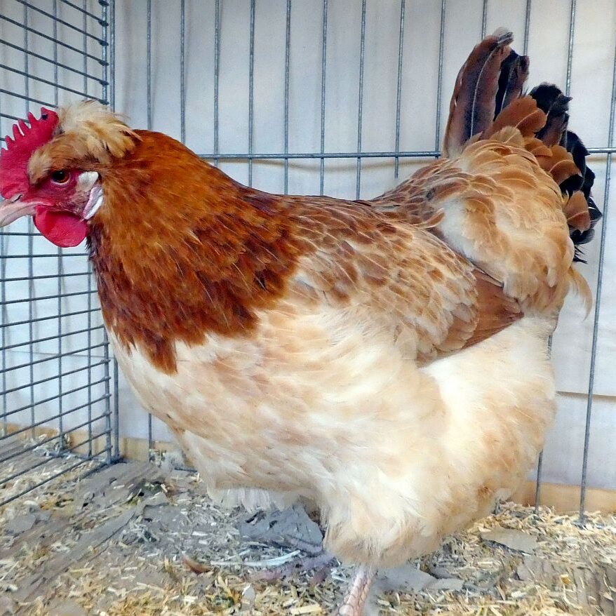 Geflügelausstellung 2025 06