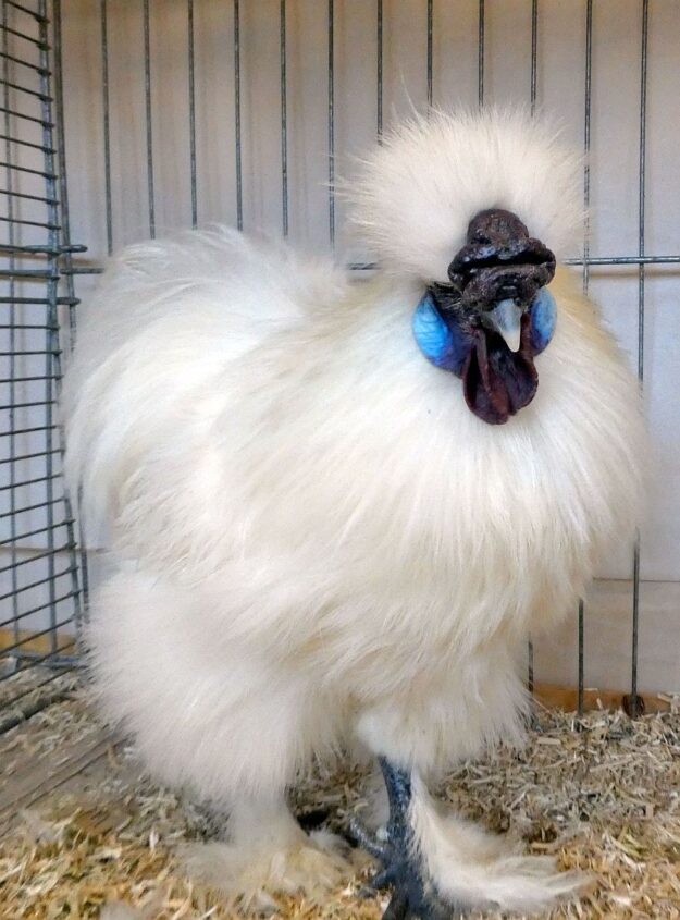 Geflügelausstellung 2025 07