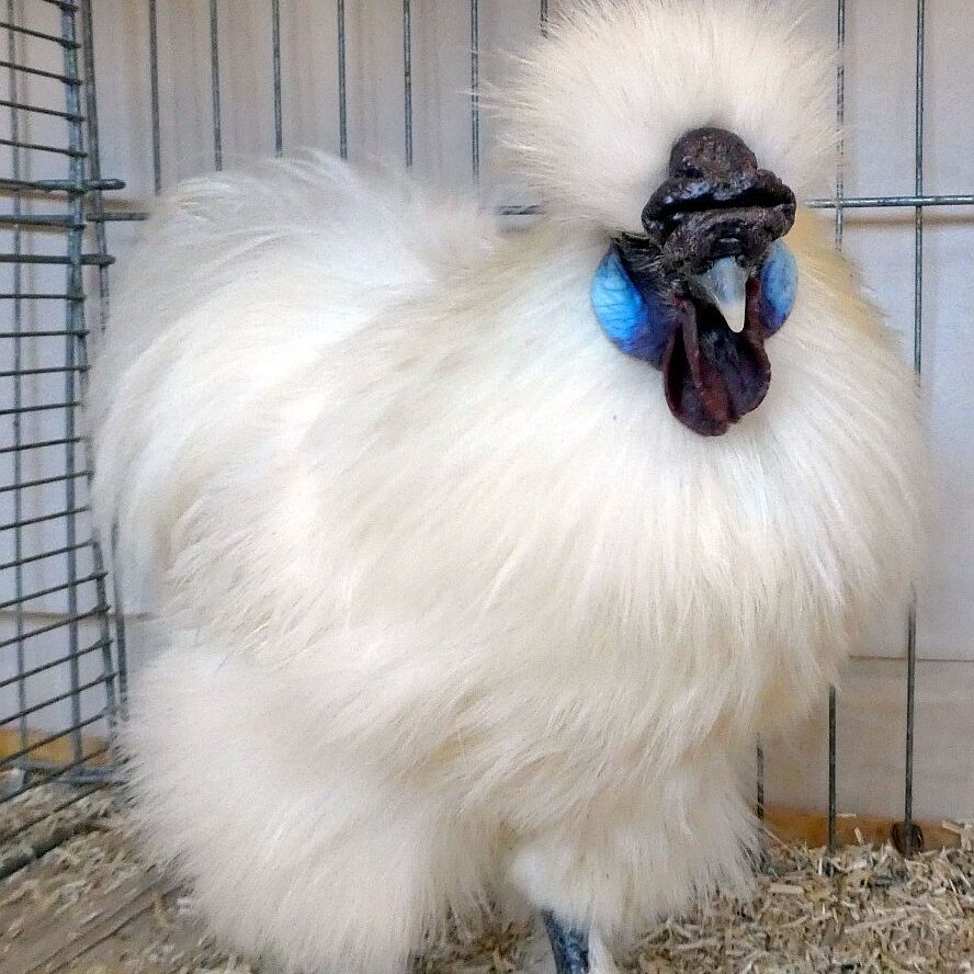 Geflügelausstellung 2025 07