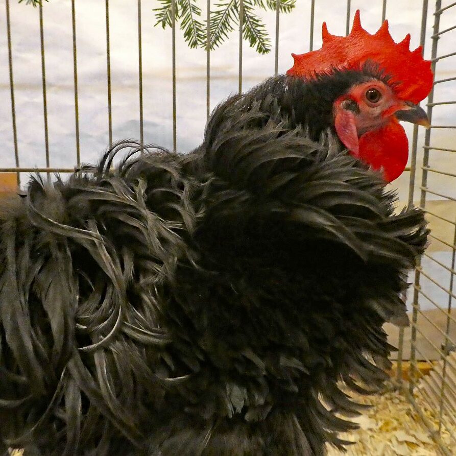 Geflügelausstellung 2025 08