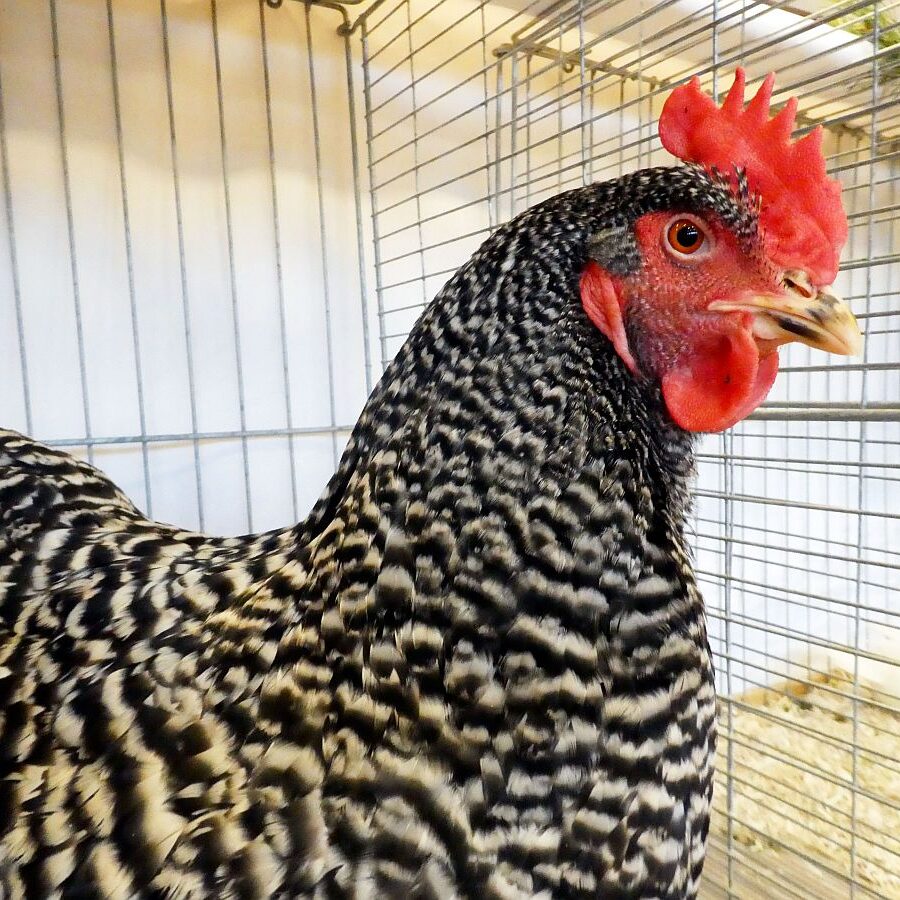 Geflügelausstellung 2025 09