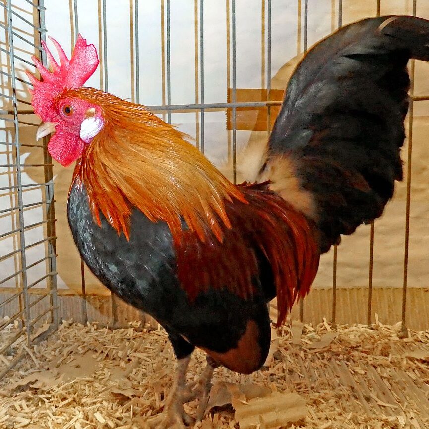 Geflügelausstellung 2025 10