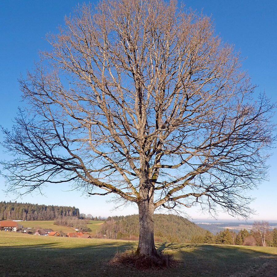 Remsbach Purpenhalde 01