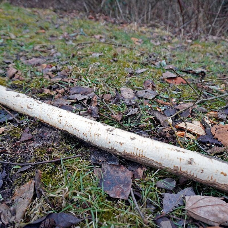 Biber in Tennenbronn 1