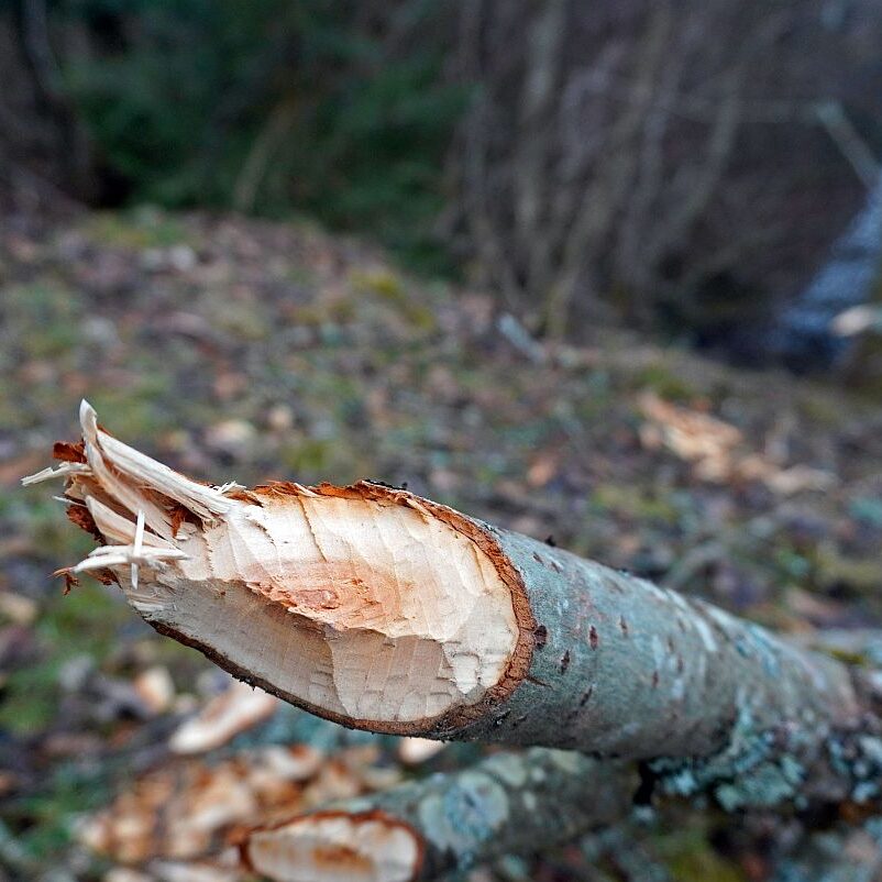Biber in Tennenbronn 2