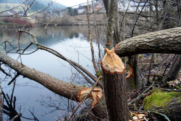 Biber in Tennenbronn 3